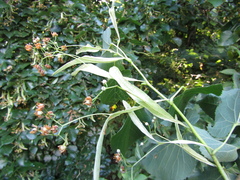 Tilia americana caroliniana