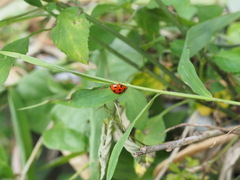 Harmonia dimidiata