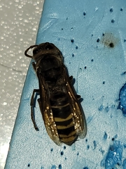 Vespa crabro flavofasciata