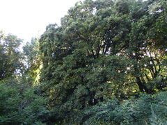 Tilia americana caroliniana