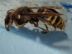 Vespa crabro flavofasciata