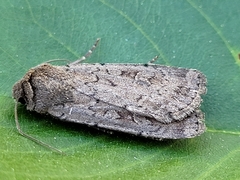 Actebia balanitis