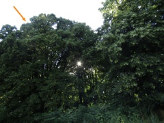 Tilia americana caroliniana