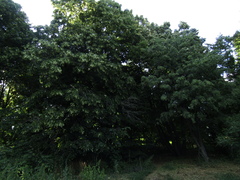 Tilia americana caroliniana