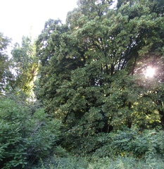 Tilia americana caroliniana