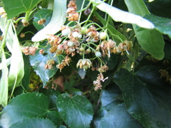 Tilia americana caroliniana