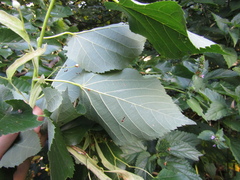 Tilia americana caroliniana