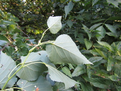 Tilia americana caroliniana
