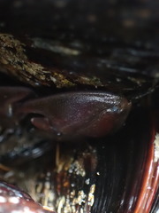 Petrolisthes cinctipes