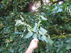 Tilia americana caroliniana