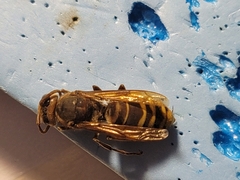 Vespa crabro flavofasciata