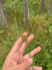 Carex sterilis