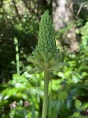 Veltheimia