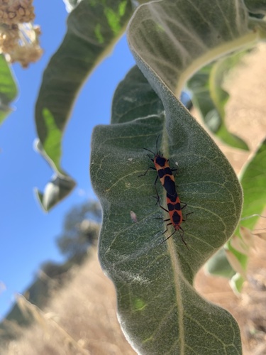 iNaturalist observation photo of Large Milkweed Bug