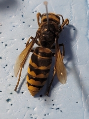 Vespa crabro