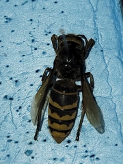 Vespa crabro
