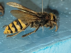 Vespa crabro