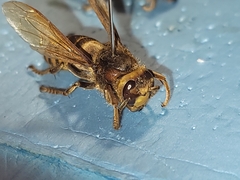 Vespa crabro