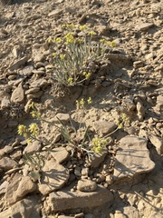 Eriogonum brevicaule
