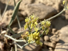 Eriogonum brevicaule