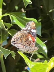 Vanessa atalanta