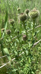 Cirsium ciliatum