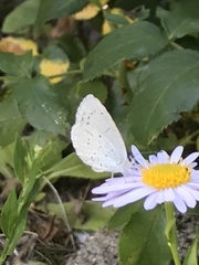 Celastrina argiolus