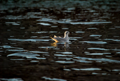 Chroicocephalus ridibundus