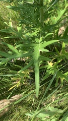 Cirsium ciliatum