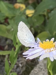 Celastrina argiolus