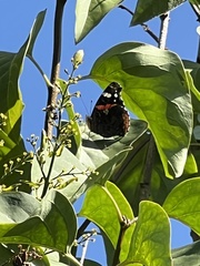 Vanessa atalanta