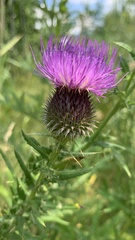 Cirsium ciliatum