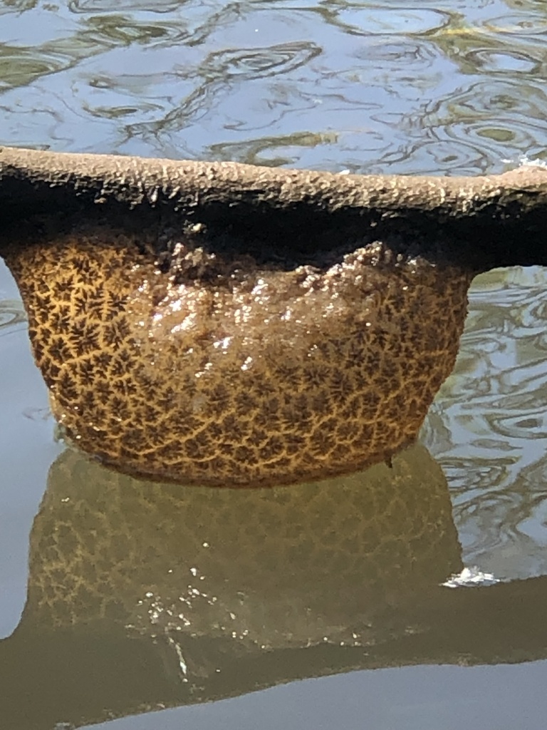 Freshwater bryozoans