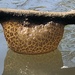 Freshwater Bryozoans - Photo (c) gschwartz, some rights reserved (CC BY-NC)