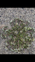 Cochlearia groenlandica
