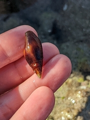 Mitridae