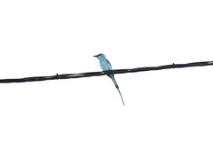 Coracias abyssinicus