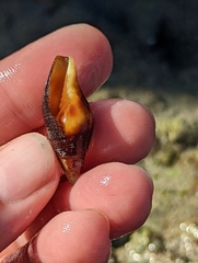 Mitridae