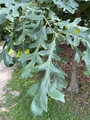 Quercus × bebbiana