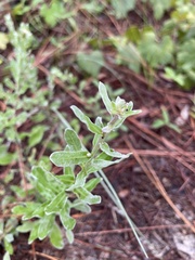 Chrysopsis scabrella