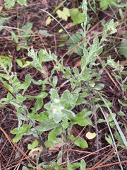 Chrysopsis scabrella