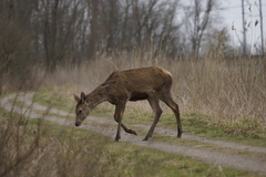 Cervus elaphus