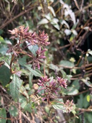 Eupatorium shimadae