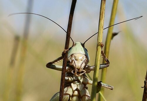 Margasis žiogas nuotrauka