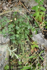 Androsace rotundifolia