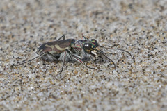 Cicindela bellissima