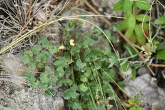 Androsace rotundifolia