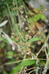 Androsace rotundifolia