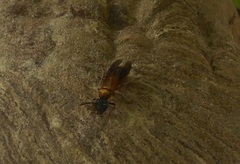 Polybia chrysothorax