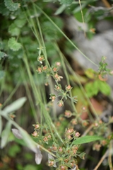 Androsace rotundifolia
